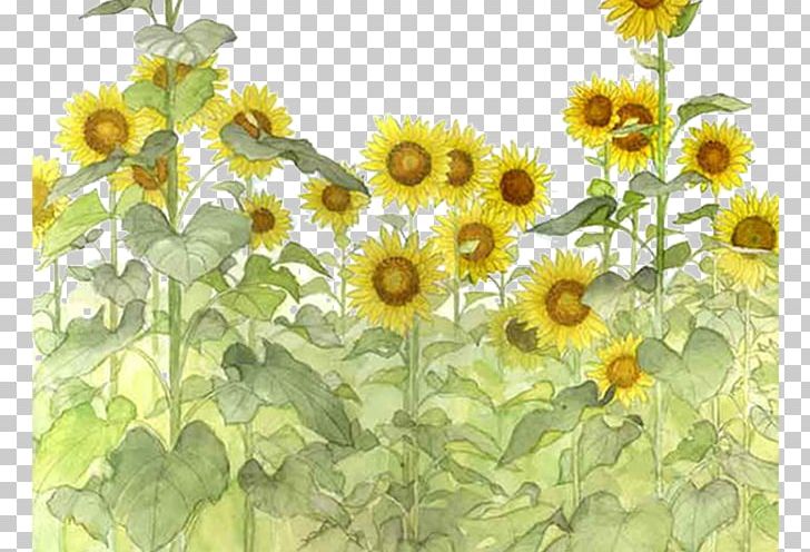Common Sunflower PNG, Clipart, Annual Plant, Daisy Family, Encapsulated Postscript, Flower, Flowers Free PNG Download