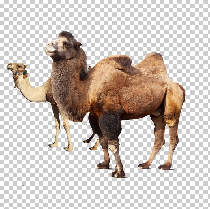 Dromedary Bactrian Camel Takin Markhor PNG, Clipart, Animal, Animals, Arabian Camel, Bactrian Camel, Camel Free PNG Download