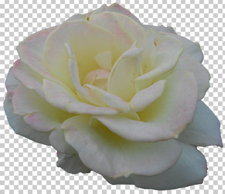 Garden Roses Cabbage Rose Floribunda Petal Cut Flowers PNG, Clipart, Cut Flowers, Darshan, Floribunda, Flower, Flowering Plant Free PNG Download