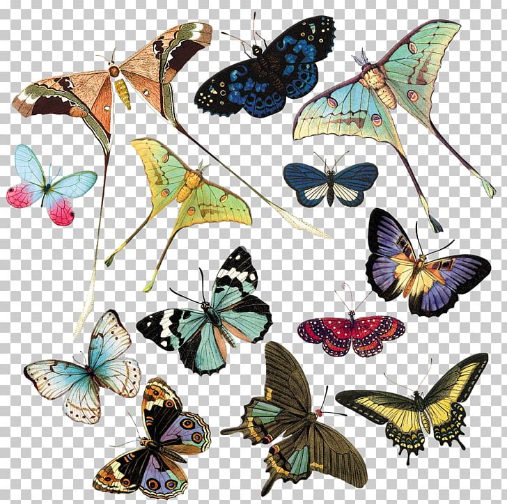 Monarch Butterfly Pieridae Nymphalidae PNG, Clipart, Art, Arthropod, Botany, Brush Footed Butterfly, Butterfly Free PNG Download