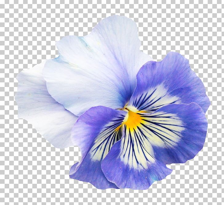 Pansy Flower Viola Pedunculata PNG, Clipart, Blue, Cut Flowers, Floral Design, Flower, Flower Bouquet Free PNG Download