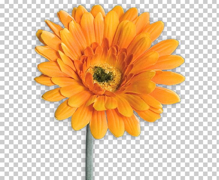 Transvaal Daisy XXXLutz Artificial Flower Mann Mobilia GmbH PNG, Clipart, Accessoire, Annual Plant, Blume, Calendula, Chrysanths Free PNG Download