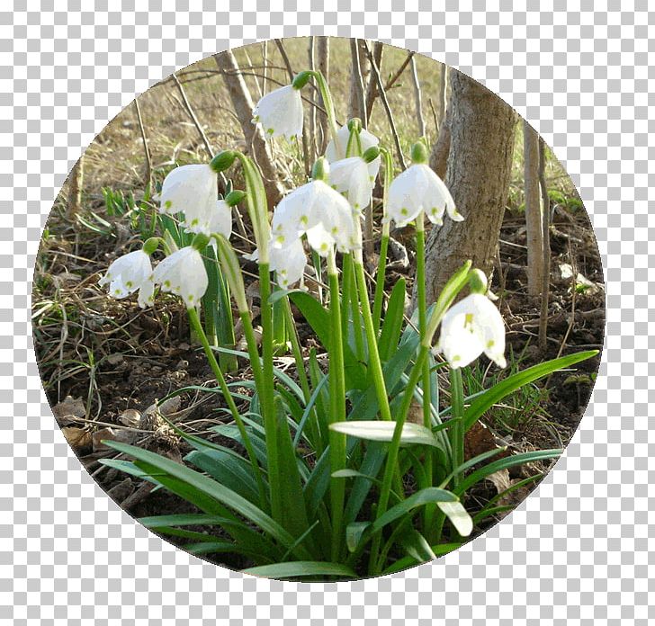Wildflower PNG, Clipart, Flora, Flower, Flowering Plant, Galanthus, Grass Free PNG Download