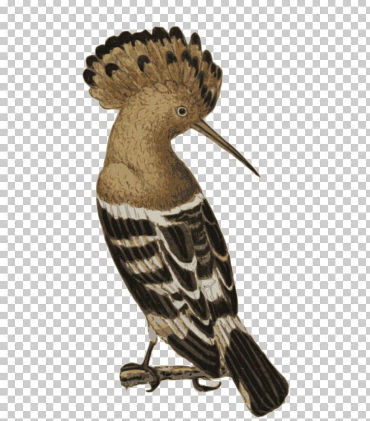 Bird African Hoopoe Beak PNG, Clipart, African Hoopoe, Afroeurasia, Animals, Attar Of Nishapur, Beak Free PNG Download