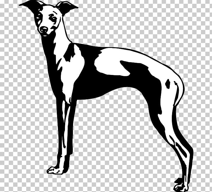 Italian Greyhound Spanish Greyhound Whippet Sloughi PNG, Clipart, 08626, Azawakh, Black, Black And White, Breed Free PNG Download