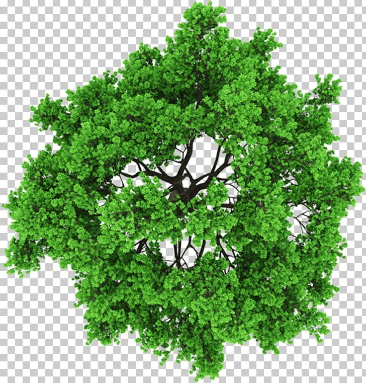 Stock Photography Tree PNG, Clipart, 3d Computer Graphics, Ash, Branch, Broadleaved Tree, Clip Art Free PNG Download