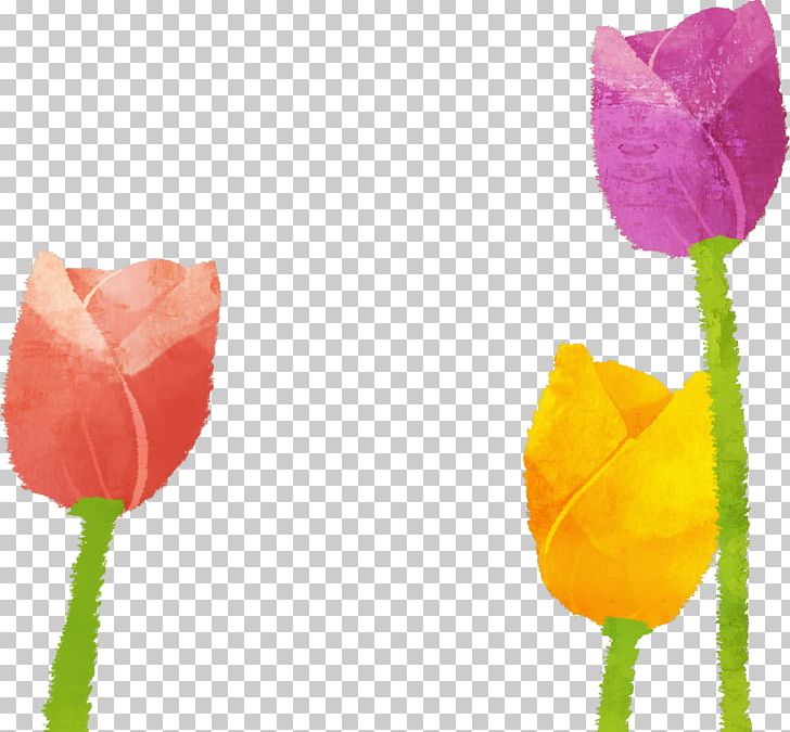 Tulip Illustration PNG, Clipart, Art, Cartoon, Download, Flower, Flowering Plant Free PNG Download