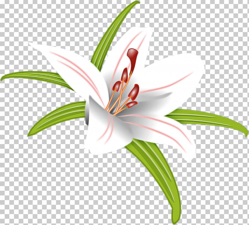 Flower Lily Plant Tiger Lily Petal PNG, Clipart, Amaryllis Belladonna, Amaryllis Family, Crinum, Daylily, Flower Free PNG Download