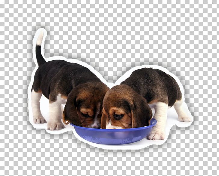 Beagle Hamilton Hound Harrier Puppy Finnish Hound PNG, Clipart, Aisawan Spa Boutique Eu, American English Coonhound, Animals, Beagle, Black And Tan Coonhound Free PNG Download