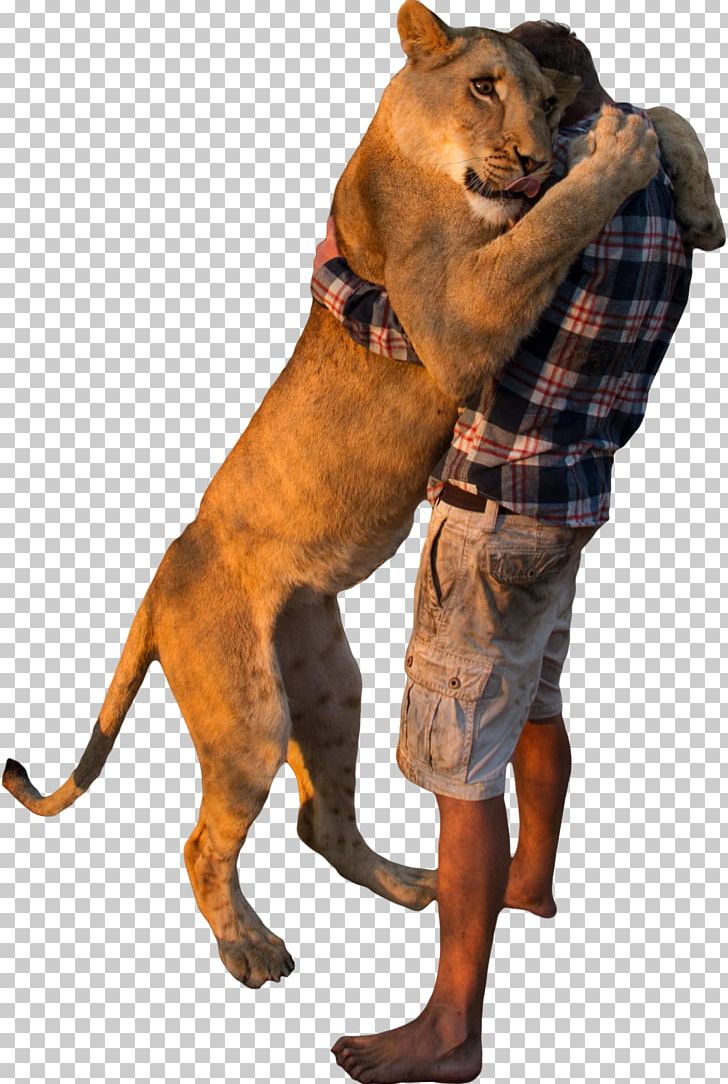 Dog Breed Makhachkala Lion Abovyan PNG, Clipart, Aggression, Anapa, Animals, Big Cat, Big Cats Free PNG Download