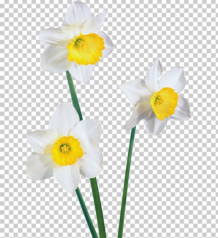 Daffodil PNG, Clipart, Amaryllis Family, Animaatio, Crocus, Cut Flowers, Daffodil Free PNG Download