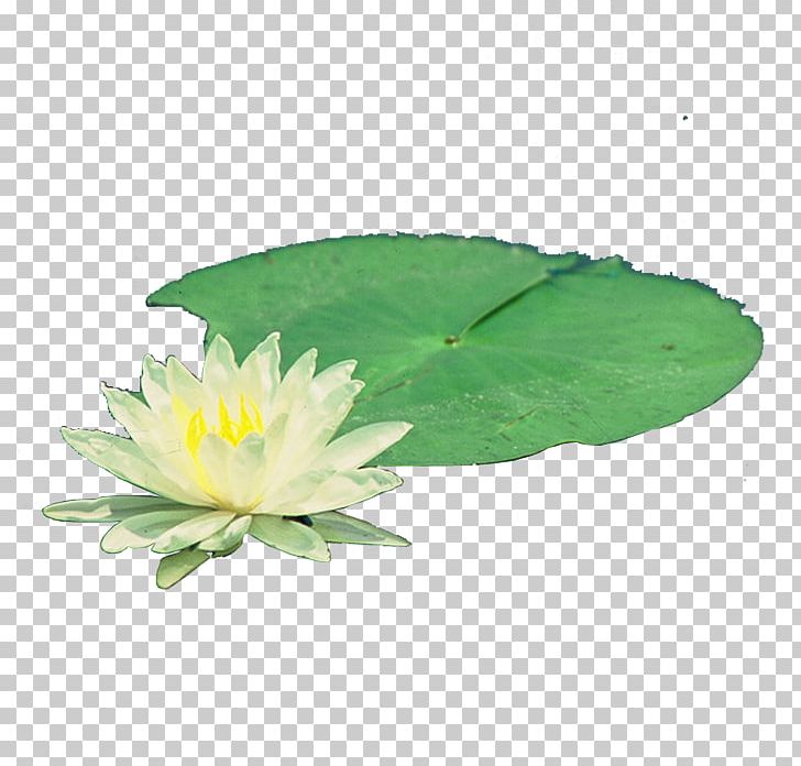 Nelumbo Nucifera Pygmy Water-lily Nymphaea Alba PNG, Clipart, Download, Encapsulated Postscript, Euclidean Vector, Flower, Flowers Free PNG Download