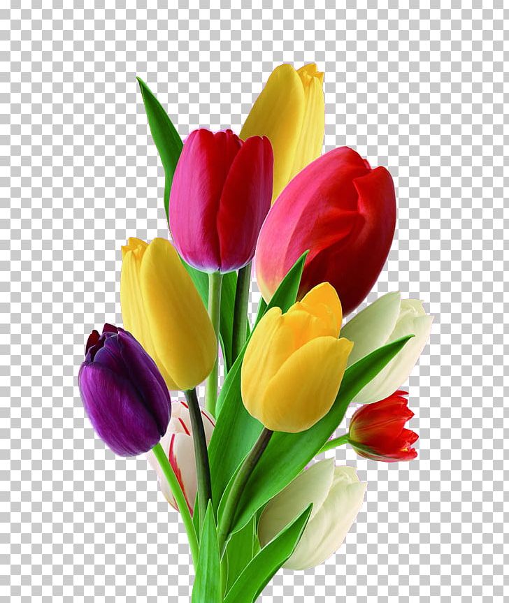 Netherlands Tulip Flower Nosegay PNG, Clipart, Artificial Flower, Bouquet, Cut Flowers, Drawing, Flower Arranging Free PNG Download
