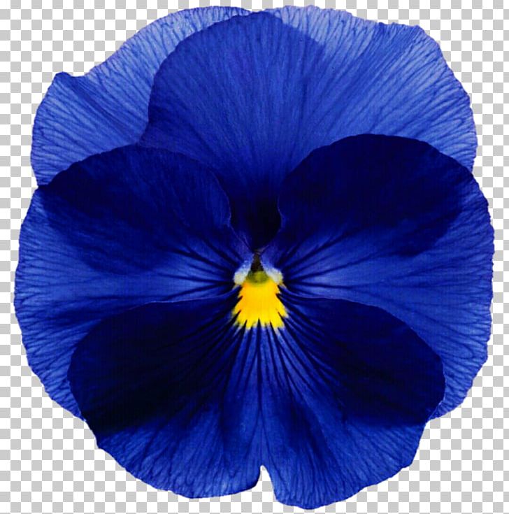Pansy Flower Blue Annual Plant Seed PNG, Clipart, Annual Plant, Bedding, Biennial Plant, Blue, Cobalt Blue Free PNG Download