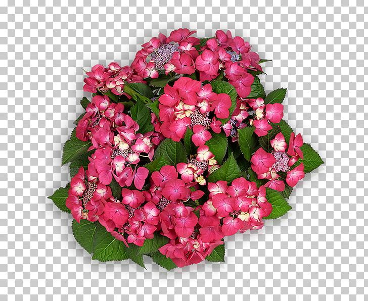Cut Flowers Floral Design French Hydrangea Floristry PNG, Clipart, Annual Plant, Begonia, Bladnerv, Cornales, Cut Flowers Free PNG Download