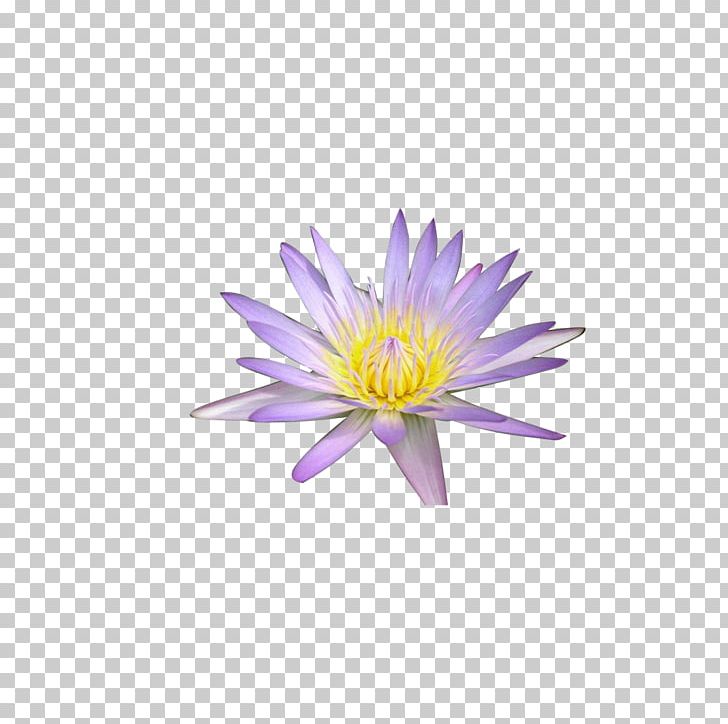 Animation Android PNG, Clipart, Chinese, Chinese Style, Chrysanths, Computer Wallpaper, Creative Ads Free PNG Download