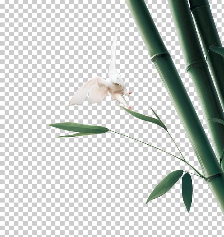 Bamboo Green Bird Bamboe PNG, Clipart, Angle, Background Green, Bamboe, Bamboo, Bird Free PNG Download