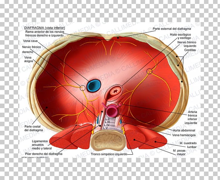 Thoracic Diaphragm Crus Of Diaphragm Phrenic Nerve Esophageal Hiatus Inferior Vena Cava PNG, Clipart, Abdomen, Aorta, Breathing, Ear, Esophageal Hiatus Free PNG Download