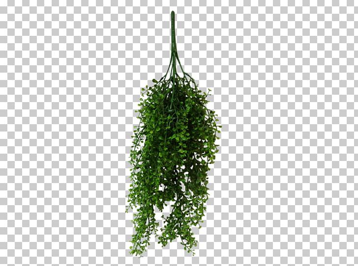 Vine Leaf Syngonium Podophyllum Plant Tree PNG, Clipart, Dumb Canes, Flower, Flower Bouquet, Garland, Grass Free PNG Download