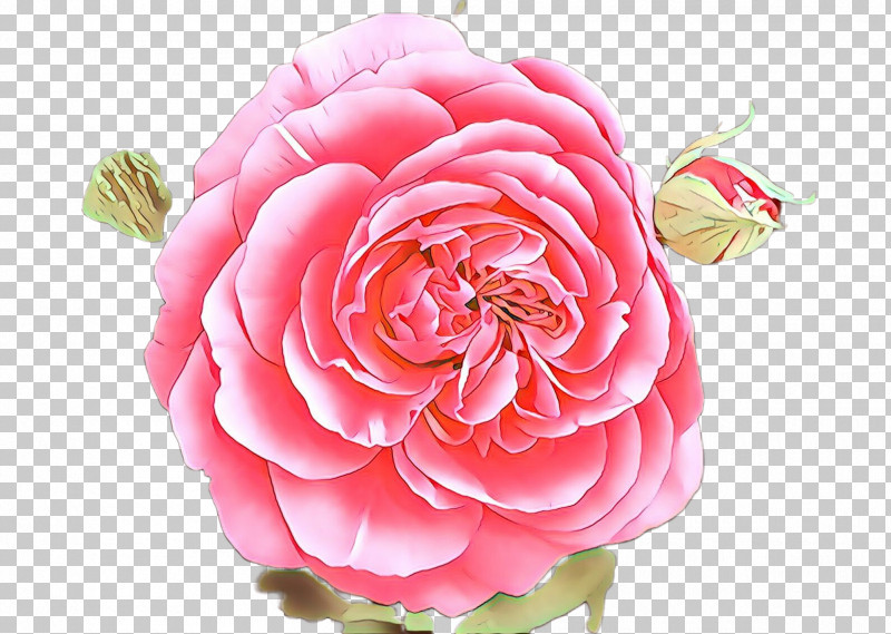 Garden Roses PNG, Clipart, Camellia, Flower, Garden Roses, Petal, Pink Free PNG Download