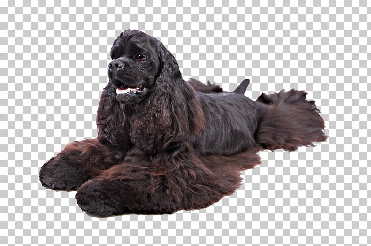 American Cocker Spaniel English Cocker Spaniel American Foxhound Puppy PNG, Clipart, American Cocker Spaniel, American Foxhound, American Kennel Club, American Water Spaniel, Animals Free PNG Download