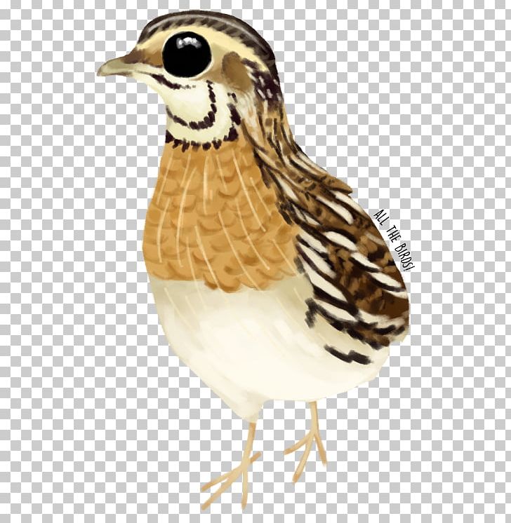 Bird Galliformes Beak Feather Animal PNG, Clipart, Animal, Animals, Beak, Bird, Blog Free PNG Download