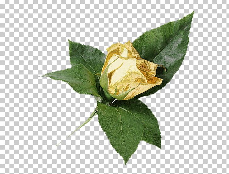 GIF Flower Portable Network Graphics TinyPic PNG, Clipart, Blog, Chomikujpl, Desktop Wallpaper, Flower, Garden Roses Free PNG Download