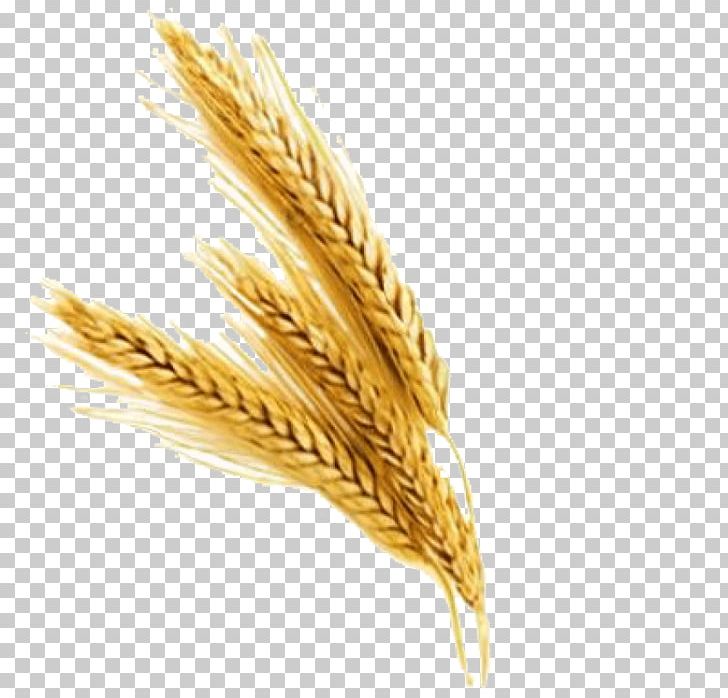Portable Network Graphics Wheat Computer Icons PNG, Clipart, Avena, Barley, Bread, Cereal, Cereal Germ Free PNG Download