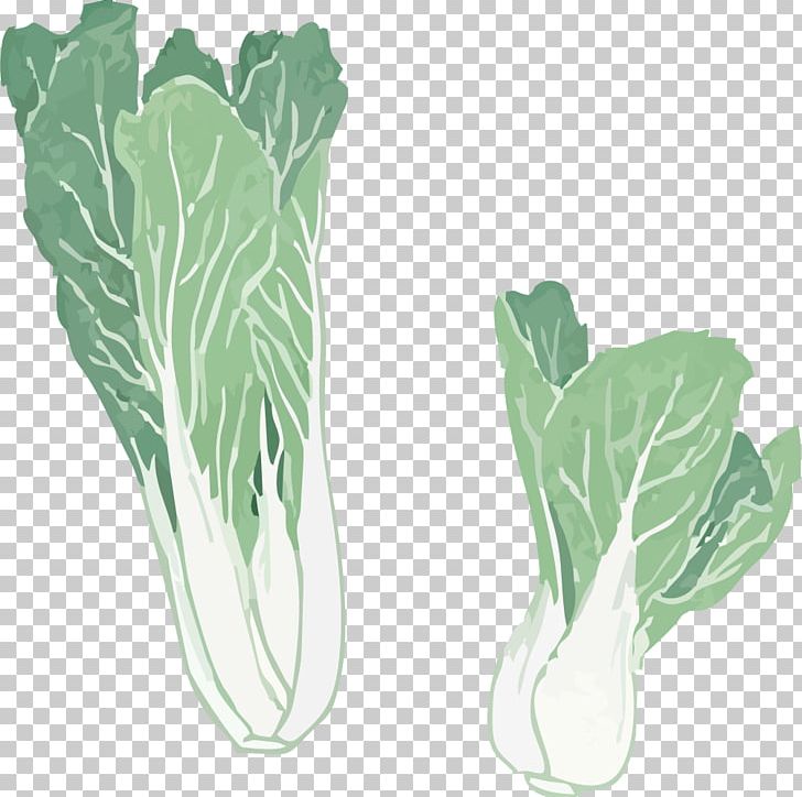 Chard Spring Greens Chinese Cabbage PNG, Clipart, Cabbage, Cabbage Vector, Encapsulated Postscript, Food, Green Free PNG Download