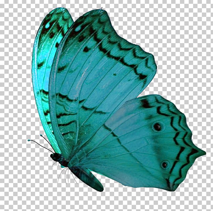 PaintShop Pro PNG, Clipart, Art, Blue Butterfly, Brush Footed Butterfly, Butt, Butterflies Free PNG Download