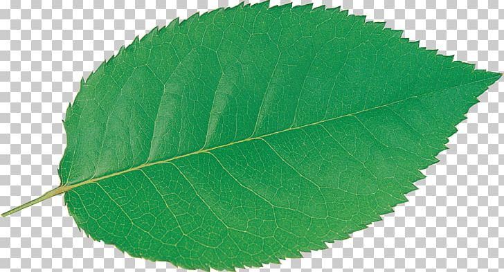 Plant Leaf PNG, Clipart, Food Drinks, Green, Green Leaf, Leaf, Plant Free PNG Download
