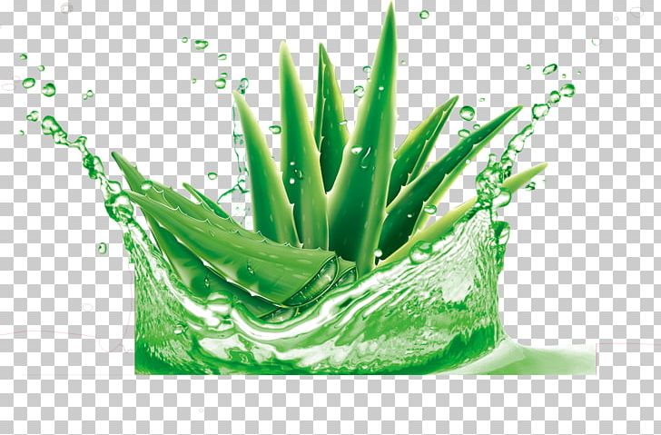 Aloe Vera Gel Water Plant Skin PNG, Clipart, Aloe, Aloe Vera, Cucumber, Facial, Gel Free PNG Download