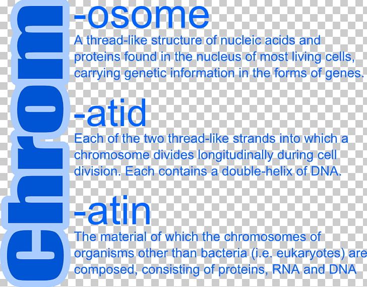 Chromatid Dominance Allele Chromosome Chromatin PNG, Clipart, Allele, Angle, Area, Between, Blue Free PNG Download