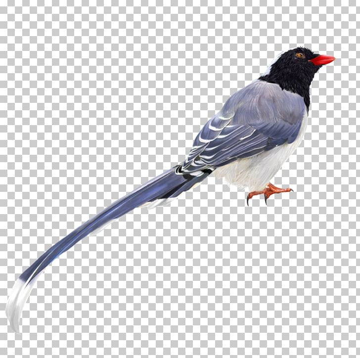 Eurasian Magpie Domestic Pigeon English Magpie Pigeon Old German Magpie Tumbler Fancy Pigeon PNG, Clipart, American Sparrows, Animal, Beak, Bird, Cuculiformes Free PNG Download