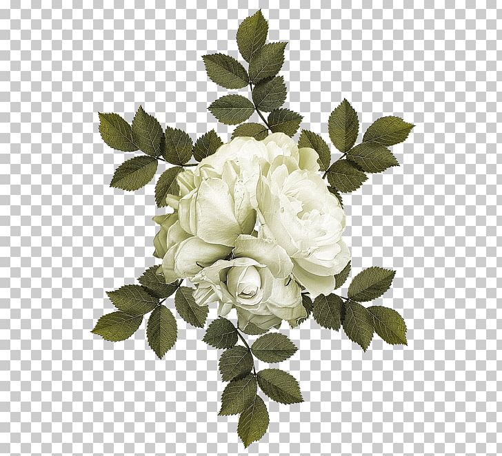 Garden Roses Cabbage Rose Flower PNG, Clipart, Branch, Cicek, Cicek Resimleri, Cut Flowers, Floral Design Free PNG Download