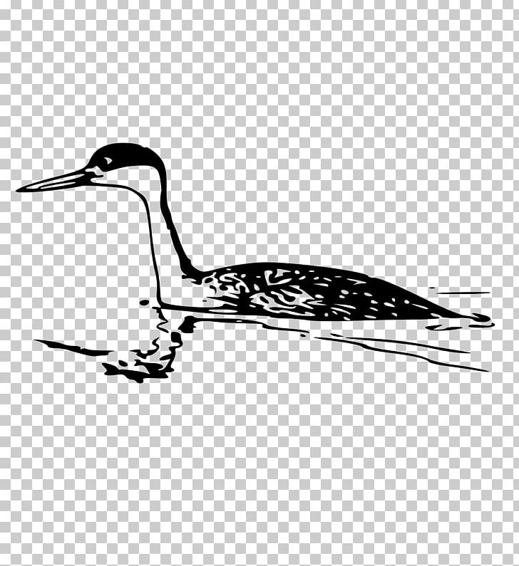 Western Grebe PNG, Clipart, Beak, Bird, Black And White, Crane, Crane Like Bird Free PNG Download