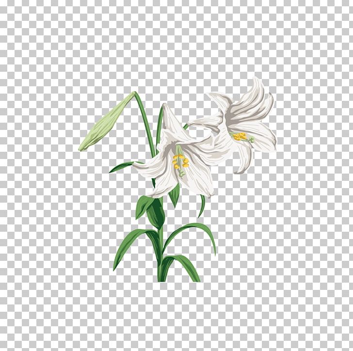 Lilium Graphic Design PNG, Clipart, Art, Computer Icons, Fawn Lily, Flower, Flowering Plant Free PNG Download