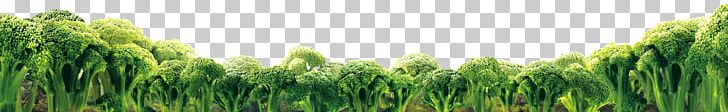 Wheatgrass Food Vegetable Broccoli PNG, Clipart, Cartoon Cauliflower, Cauliflower, Cauliflower Frozen, Cauliflower Jellyfish, Cauliflower Smile Free PNG Download