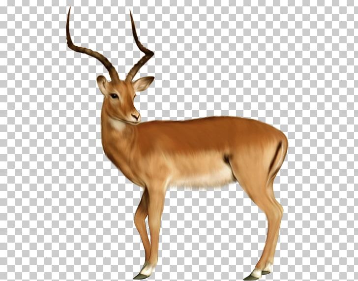 Deer Animal Dog PNG, Clipart, 3d Computer Graphics, Animal, Animals, Antler, Brown Free PNG Download