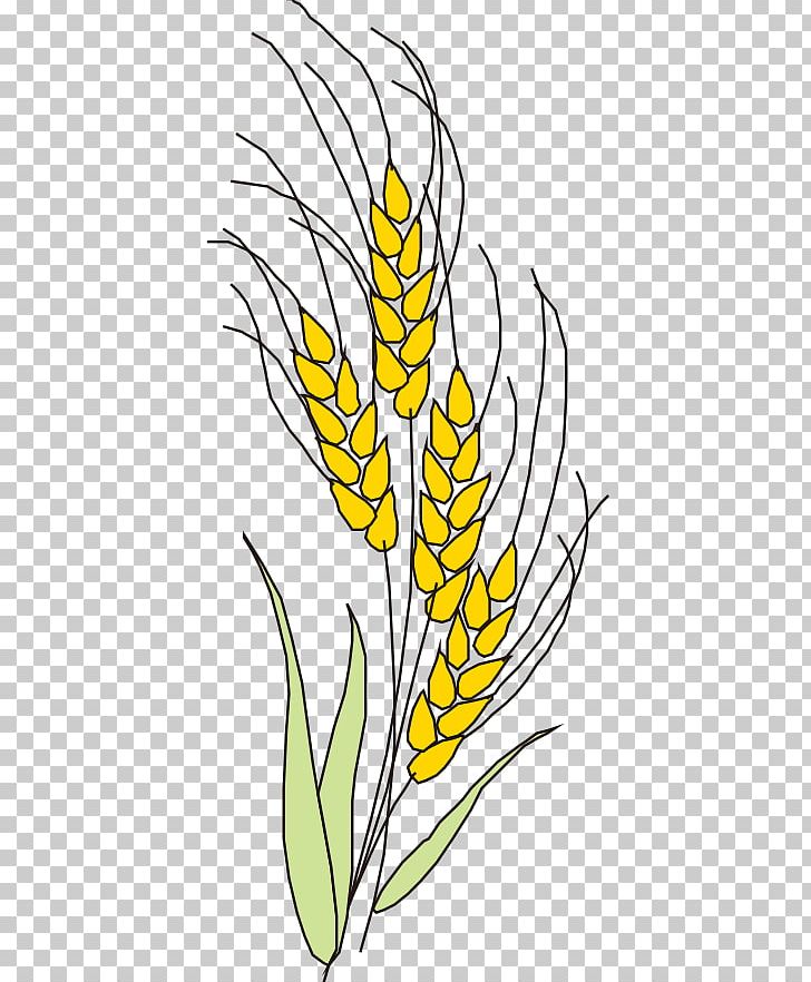Wheat Gold Oryza Sativa Green PNG, Clipart, Black And White, Cereal, Commodity, Cut Flowers, Encapsulated Postscript Free PNG Download