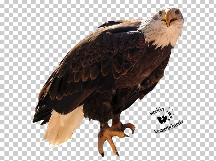 Bald Eagle Bird PNG, Clipart, Accipitriformes, Animals, Bald Eagle, Beak, Bird Free PNG Download