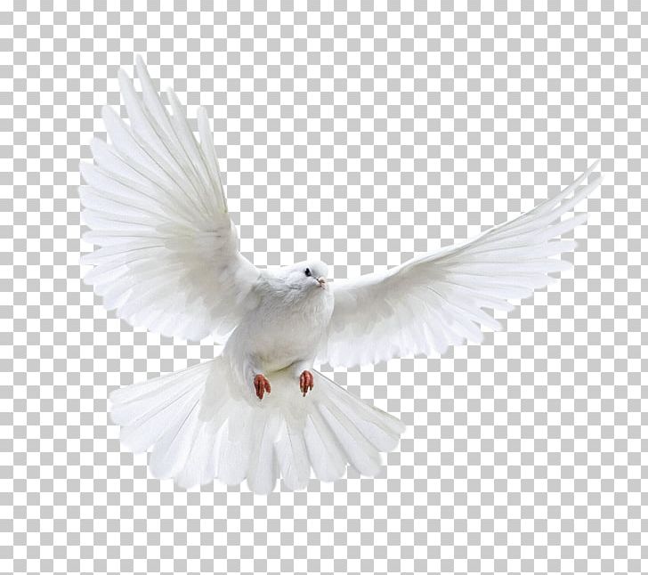 Columbidae Domestic Pigeon Bird Release Dove PNG, Clipart, Animals, Beak, Bird, Columbidae, Desktop Wallpaper Free PNG Download