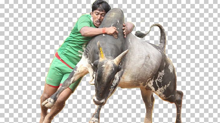 Thai Pongal 2017 Pro-jallikattu Protests Tamils Tamil Nadu PNG, Clipart, 2017 Projallikattu Protests, 2017 Pro Jallikattu Protests, Antihindi Agitations Of Tamil Nadu, Bull, Cattle Like Mammal Free PNG Download