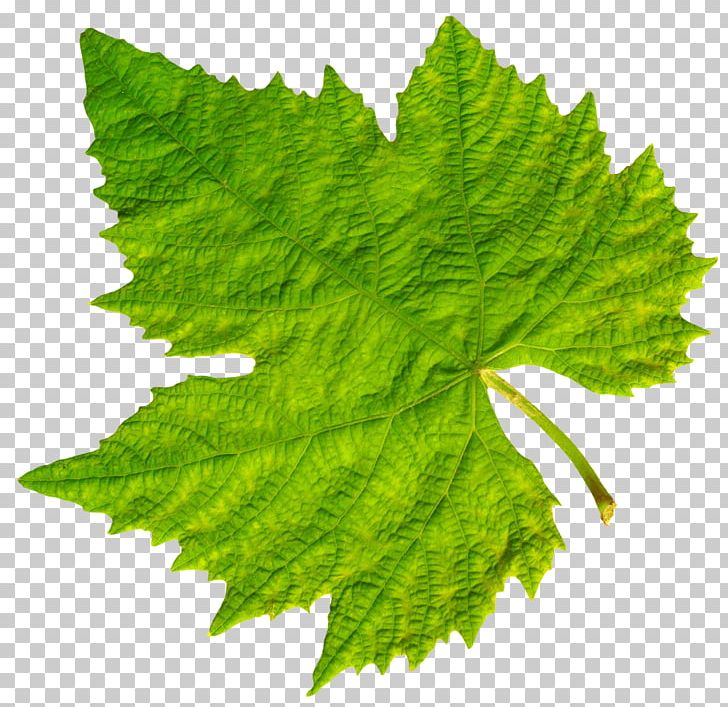Leaf PNG, Clipart, Autumn Leaf Color, Clip Art, Download, Food, Food Drinks Free PNG Download