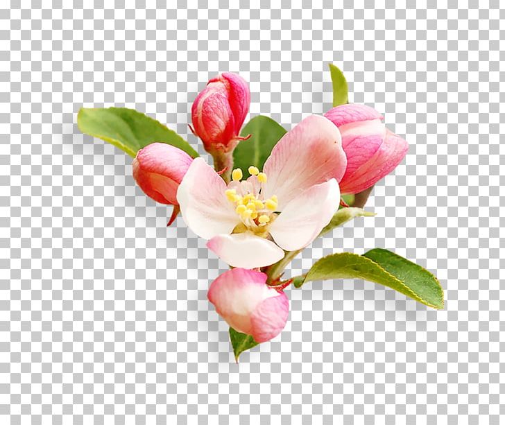 Nail Art Flower Taobao PNG, Clipart, Art, Blossom, Branch, Bud, Cut Flowers Free PNG Download