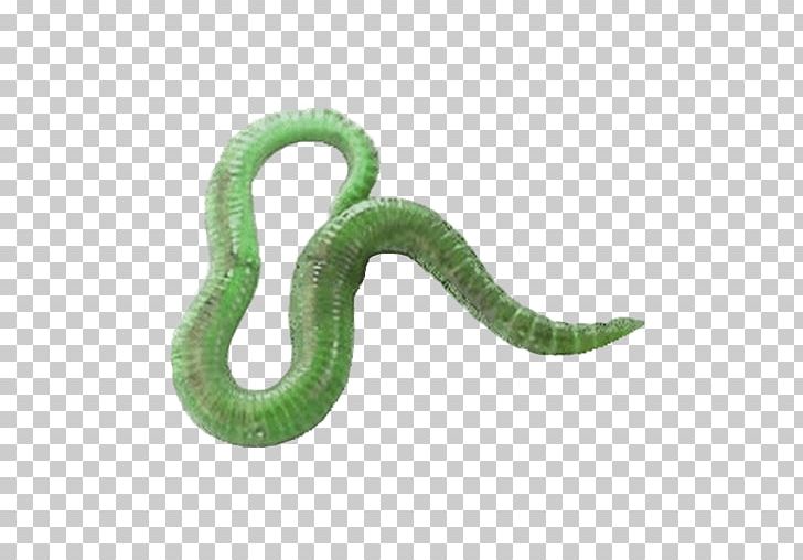 Worm Fishing Bait Fishing Tackle PNG, Clipart, Angling, Bait, Earthworms, Eisenia, Eisenia Fetida Free PNG Download