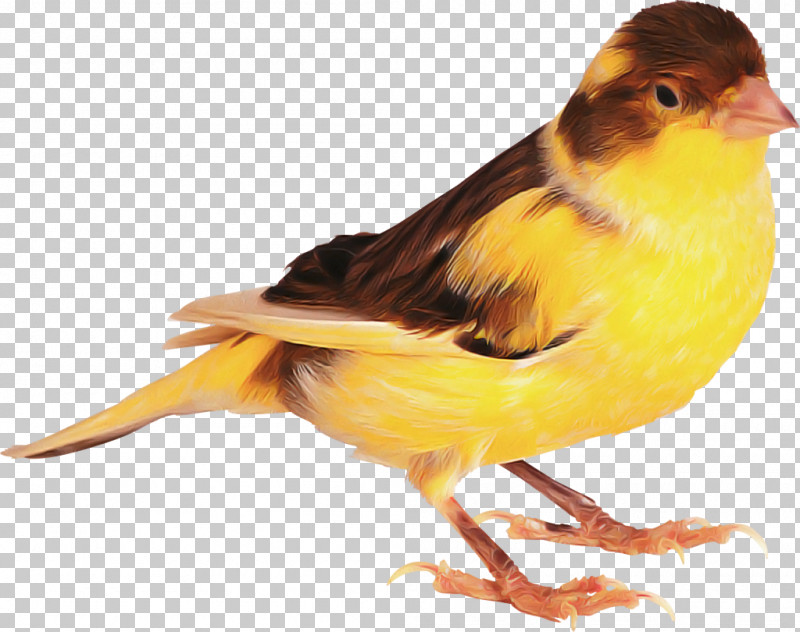 Bird Atlantic Canary Beak Canary Finch PNG, Clipart, Atlantic Canary, Beak, Bird, Canary, Emberizidae Free PNG Download