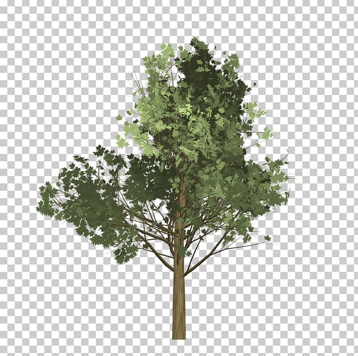 Branch Tree Maple Oak PNG, Clipart, Agac, Branch, Drawing, Elm, Green Free PNG Download