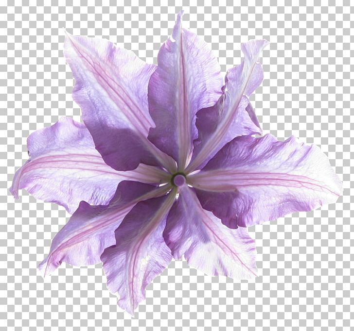 Flower Floristry PNG, Clipart, Cut Flowers, Desktop Wallpaper, Flora, Floristry, Flower Free PNG Download