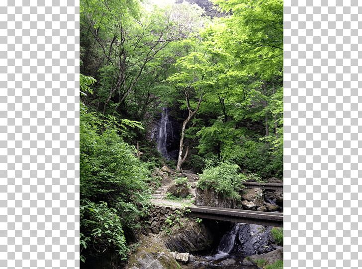 Rainforest Valdivian Temperate Rain Forest Waterfall Stream Vegetation PNG, Clipart, Biome, Body Of Water, Chute, Creek, Flora Free PNG Download